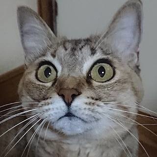 このペンションの守り神